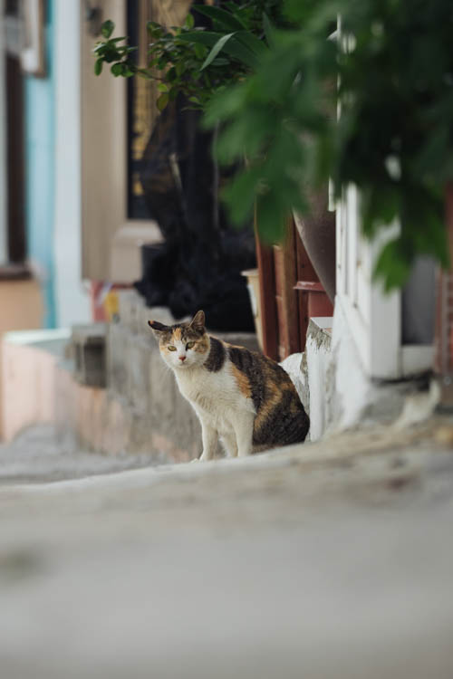 South Korea 2023 Seoul & Busan Trip locations starting in Seoul. Dongdaemun, Myeongdong night market, Starfield COEX mall, Byeolmadang library, the Olympic park, Namsan Seoul tower (N-Tower), Tteokkbokki village, Sungnyemun Gate, Gyeongbokgung Palace, Bukchon Hanok Village, Seoul Forest, Hywayang Jeil Traditional Market, Jongmyo Shrine, Jeongneung Royal Tomb, IFX Mall, some small park by the Han River (Yeouido), Bukseoul Dream Forest, Insadong Market, DDP Dongdaemun History and Art centre, Rainbow Bridge and the National Museum. Then in Busan. Haedong Yonggungsa Buddist Temple, Haeundae Beach trains, Sky Capsules, Camcheon Culture Village, Songdo Park cable cars.